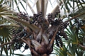Vegetation
